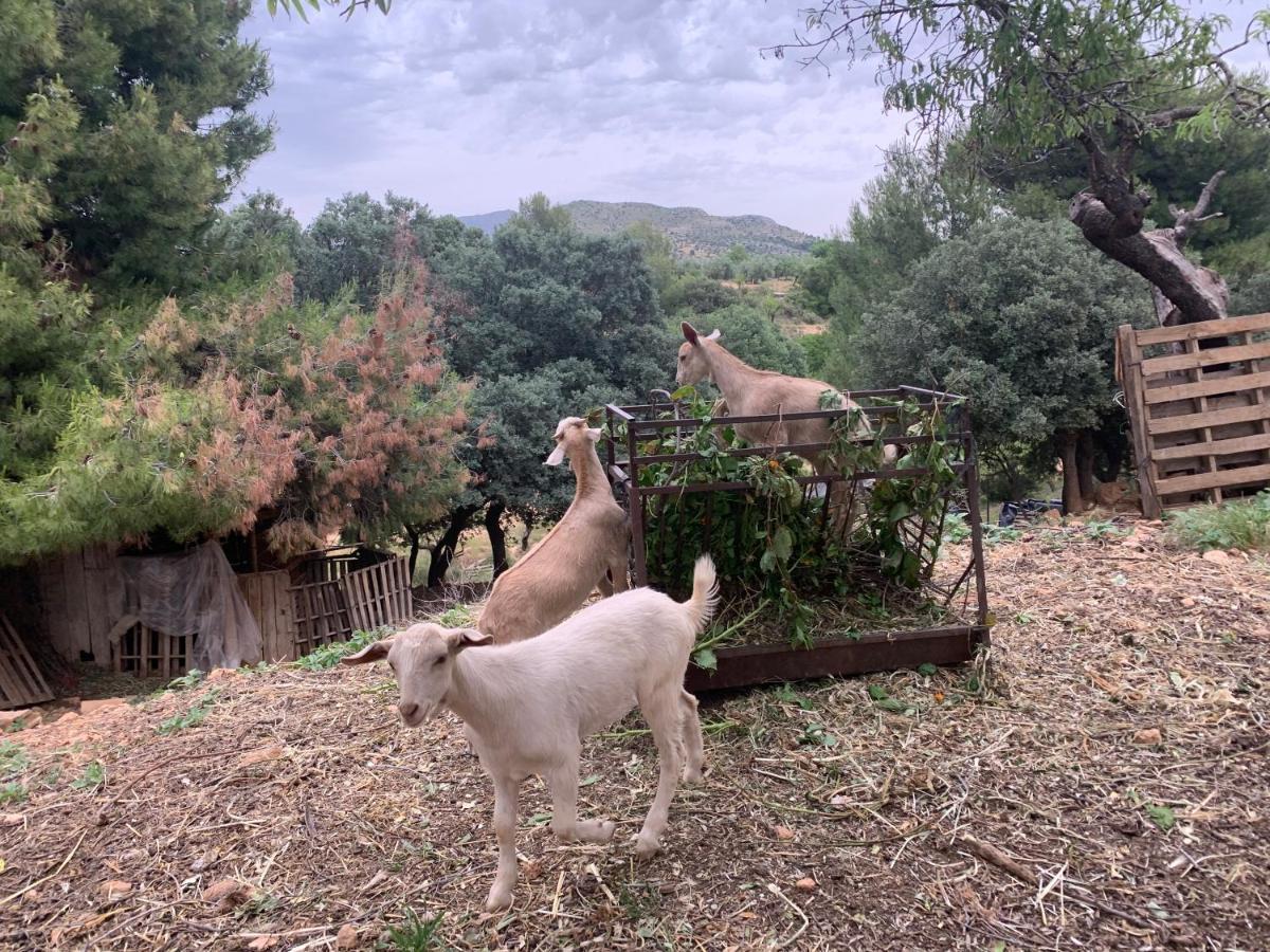 Cabanas Cortijo El Helao Pozo Alcon Luaran gambar