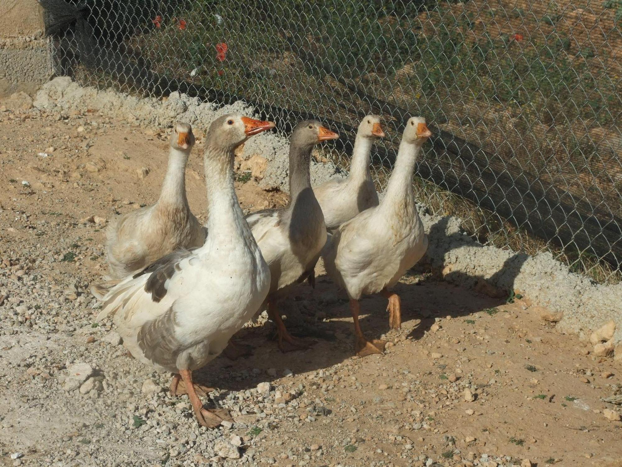 Cabanas Cortijo El Helao Pozo Alcon Luaran gambar